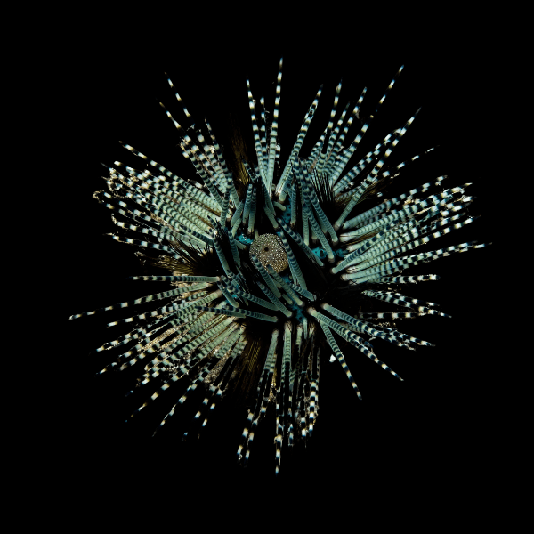 Banded Long Spine Sea Urchin