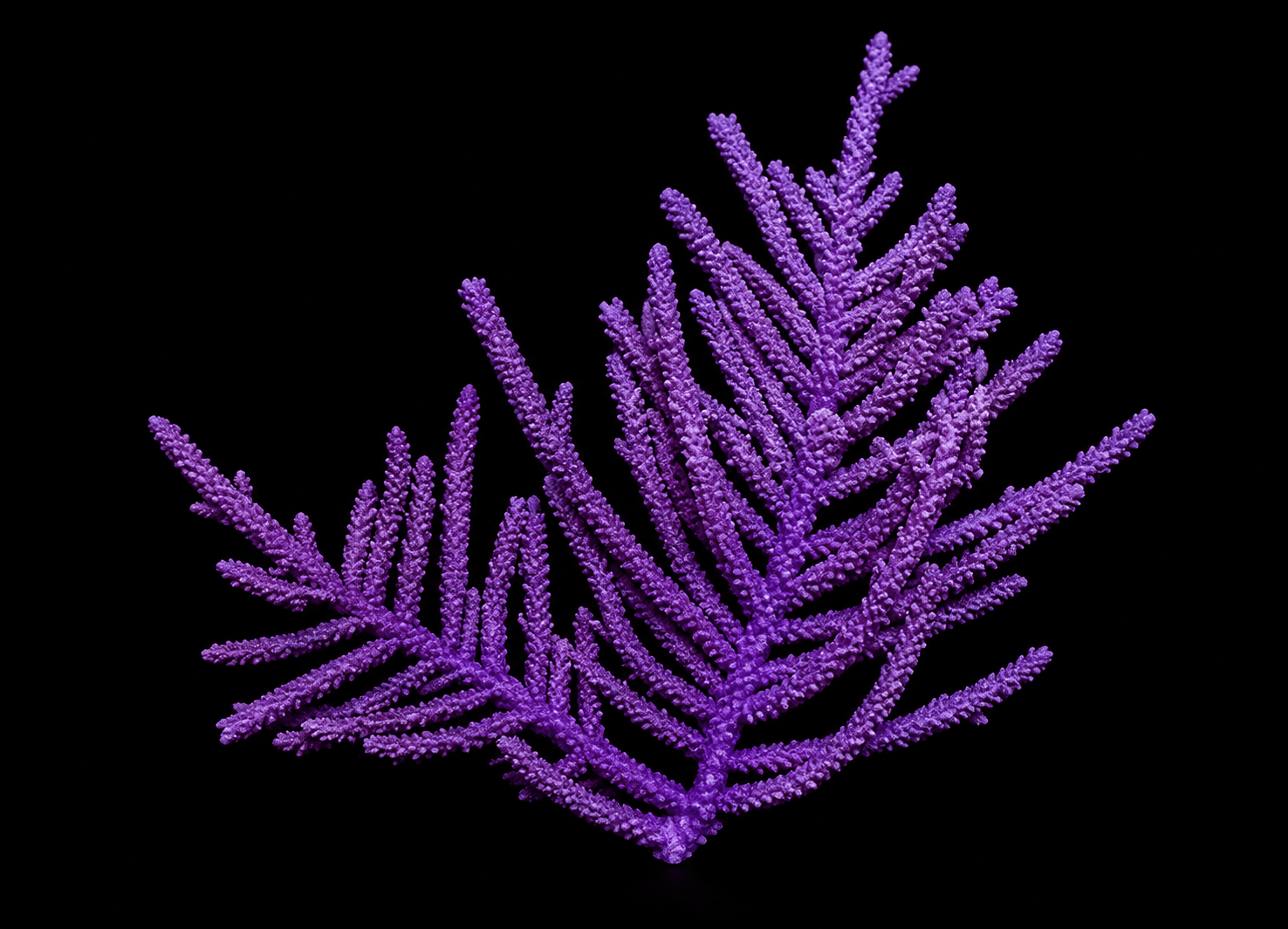 Purple Frilly Gorgonian