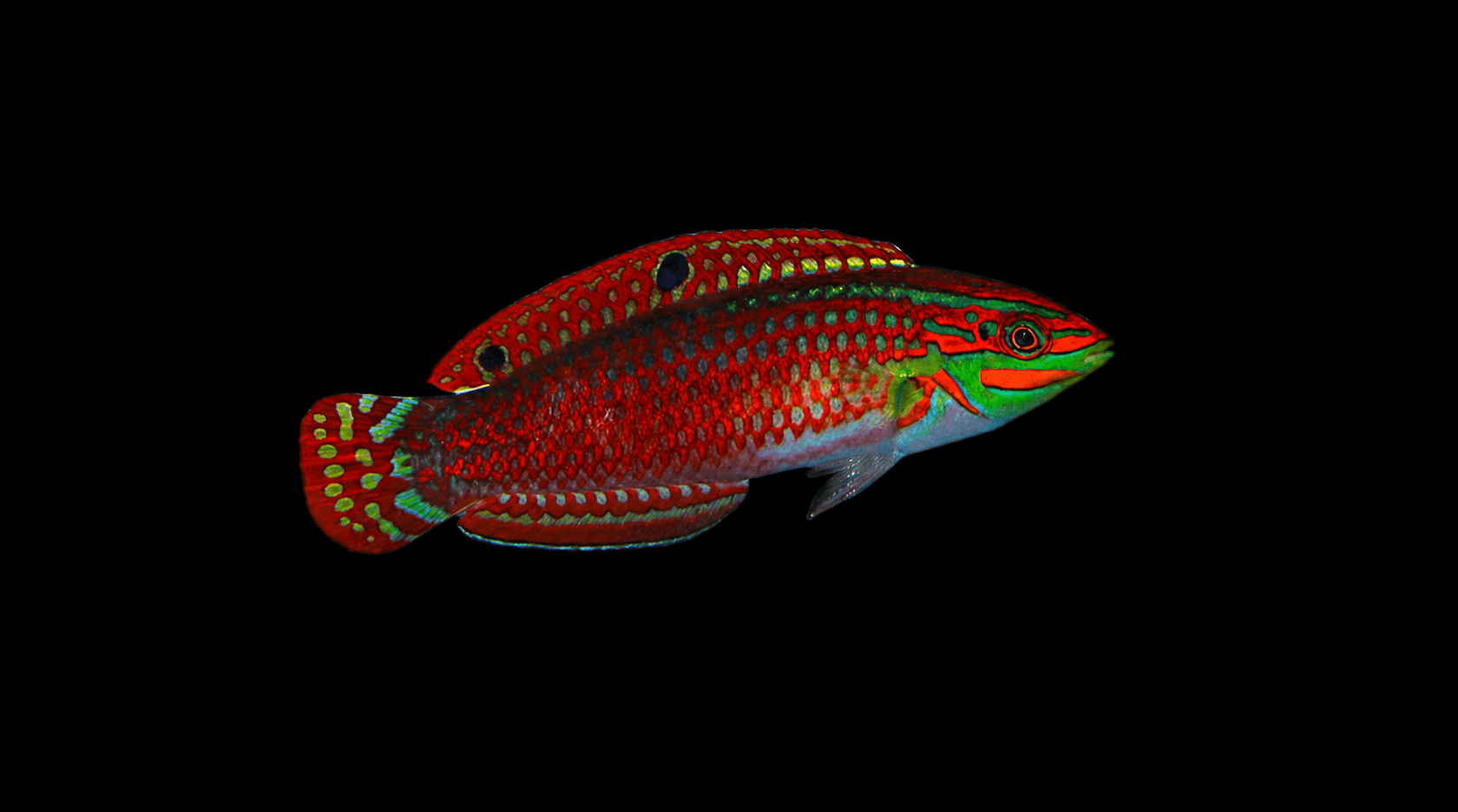Red Lined Wrasse