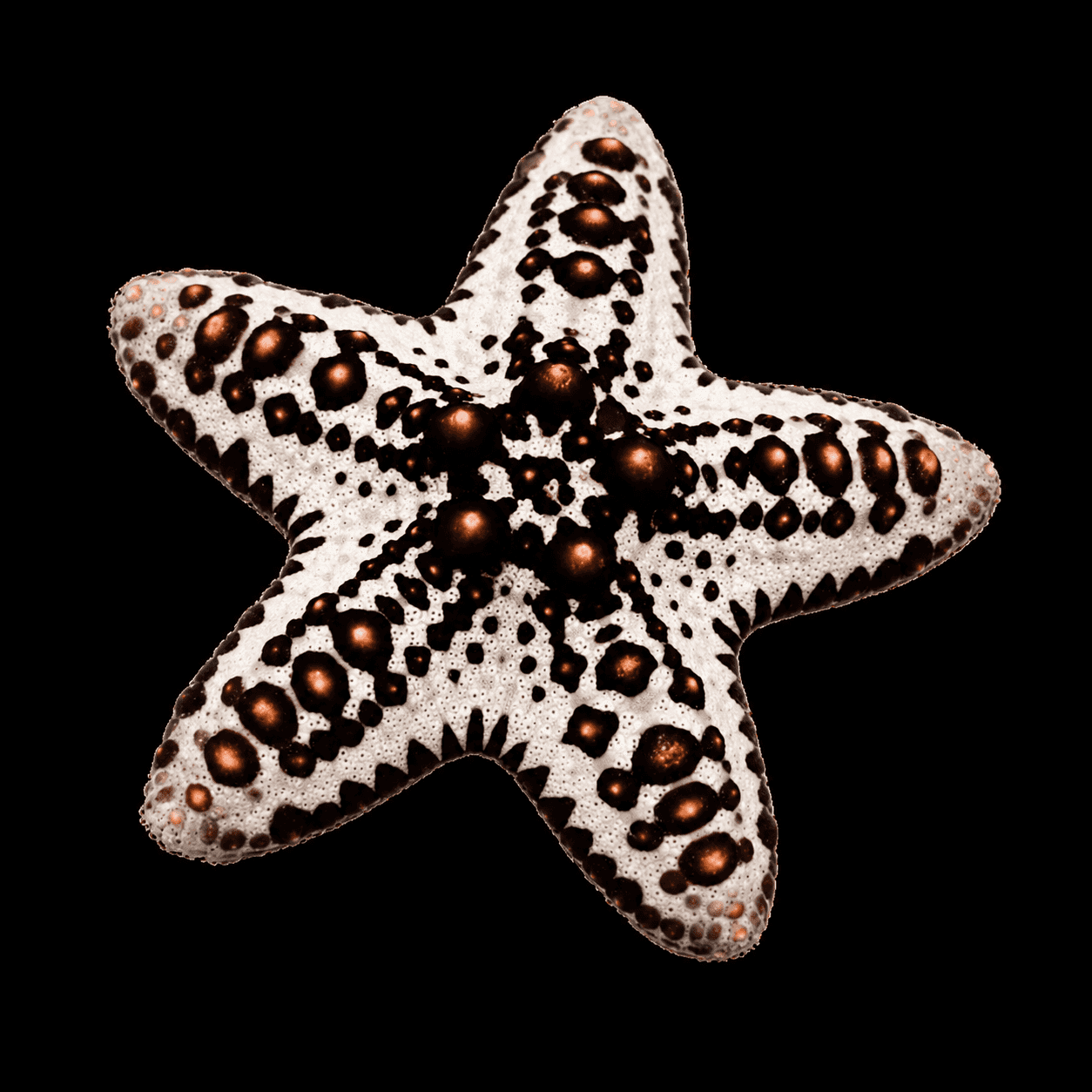 Caramel McFlurry Chocolate Chip Sea Star