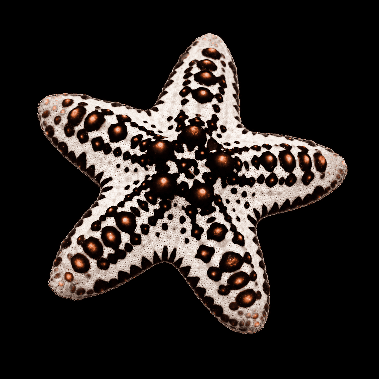 Caramel McFlurry Chocolate Chip Sea Star
