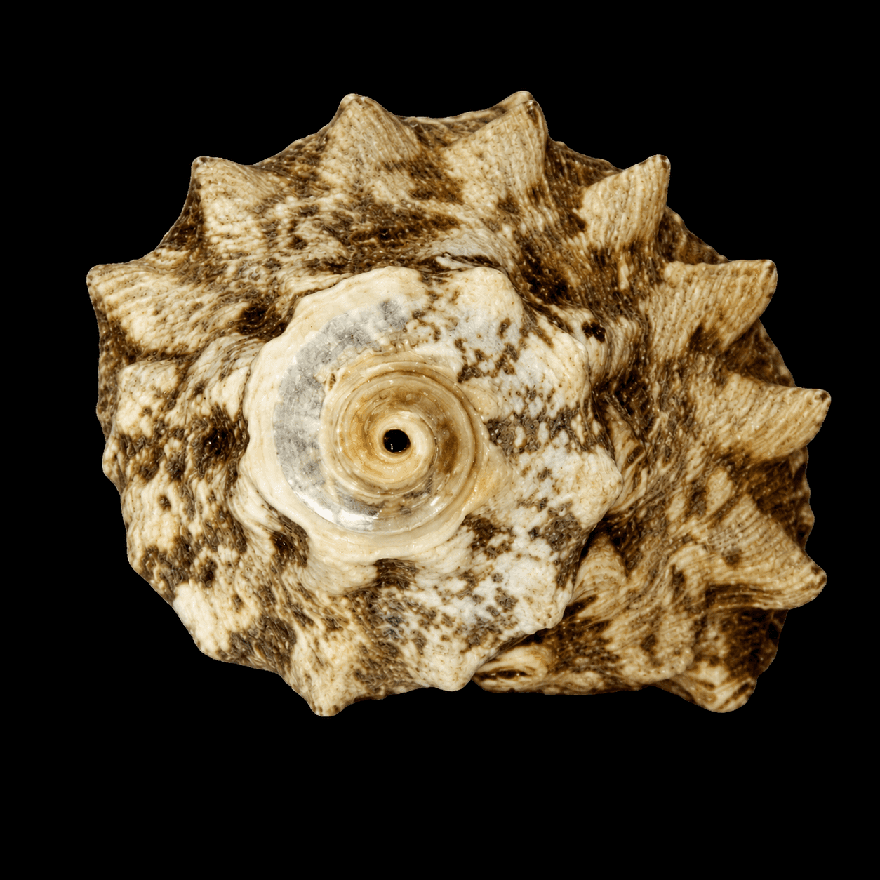 Crowned Turbo Snail