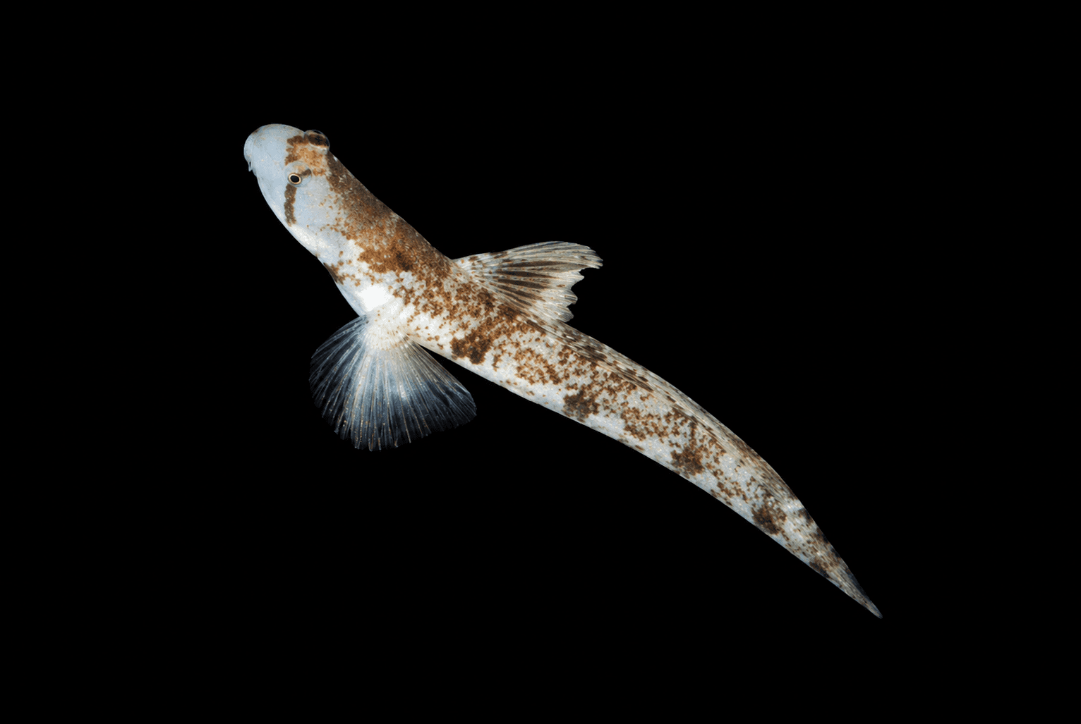 Monster Shrimp Goby