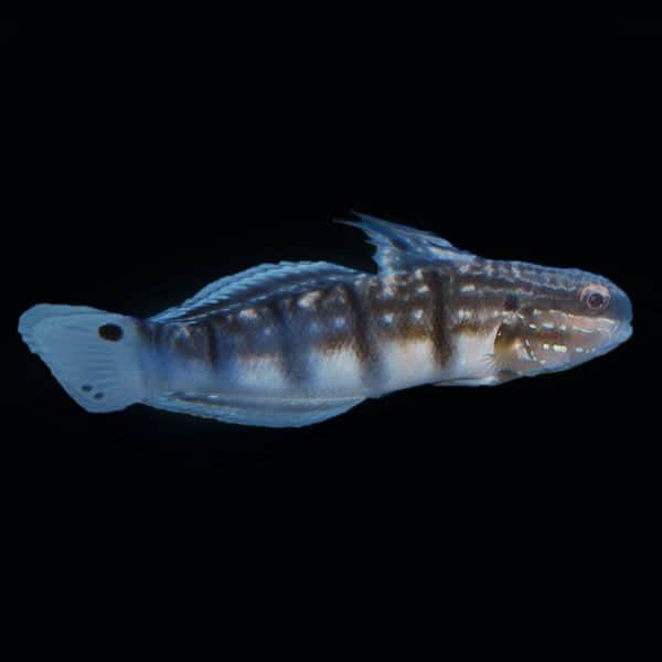 Bullet Goby