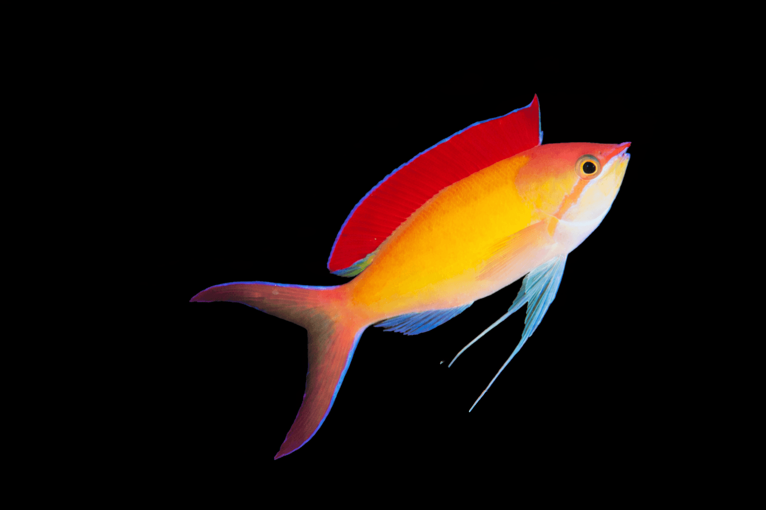 Dispar Anthias