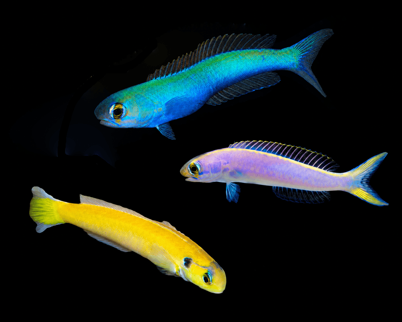 Flashing Tilefish