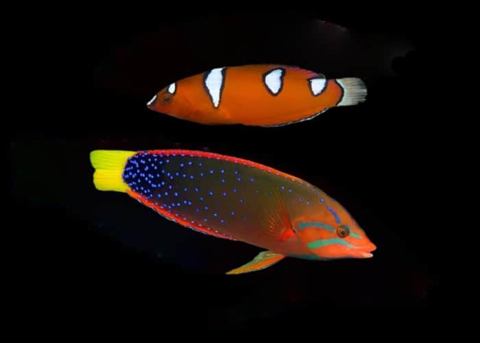 Red Coris Wrasse