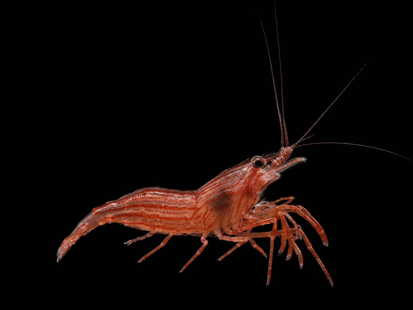 Red Striped Shrimp
