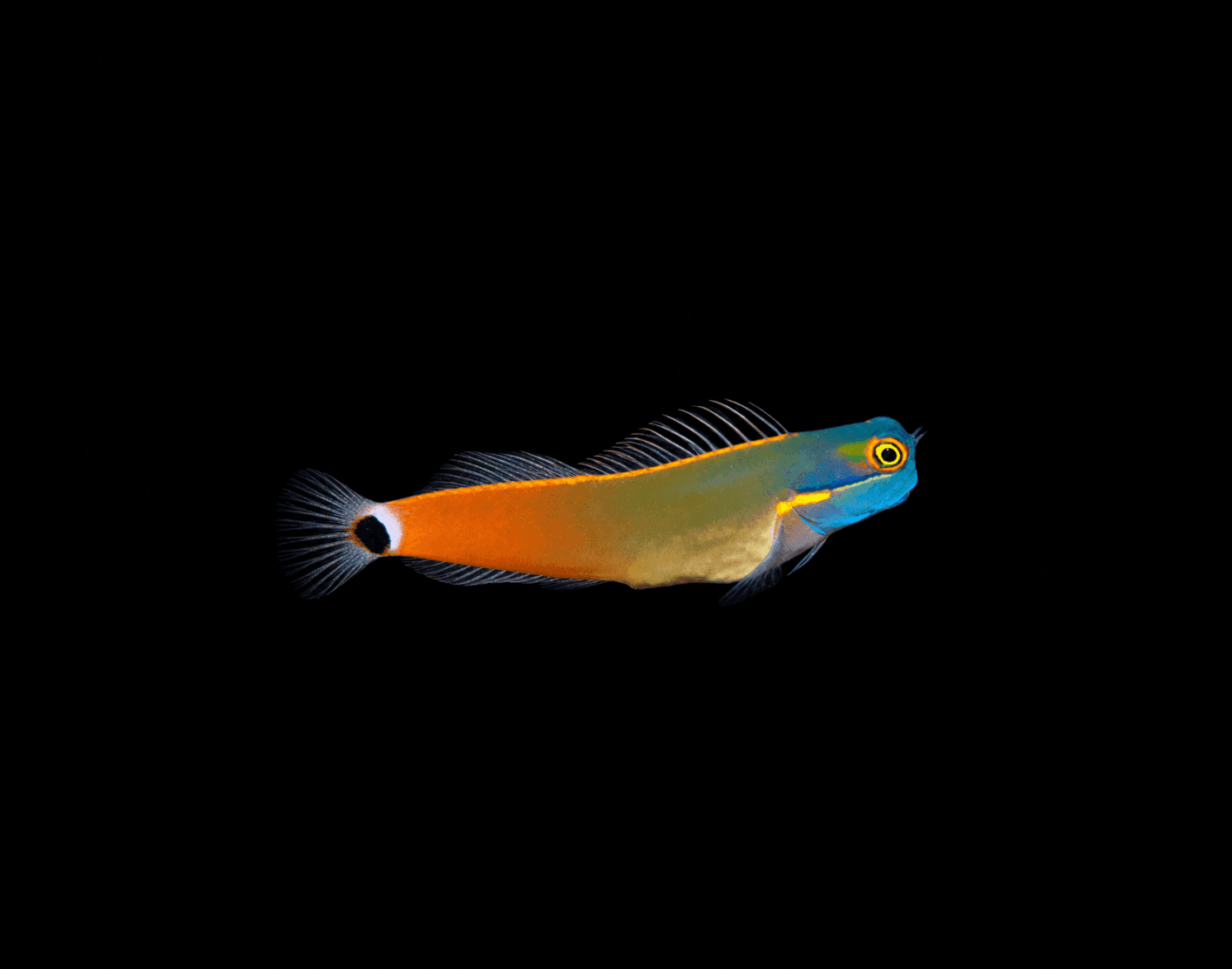 Tail-spot Blenny