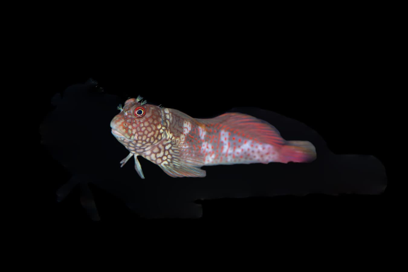 Ember Blenny