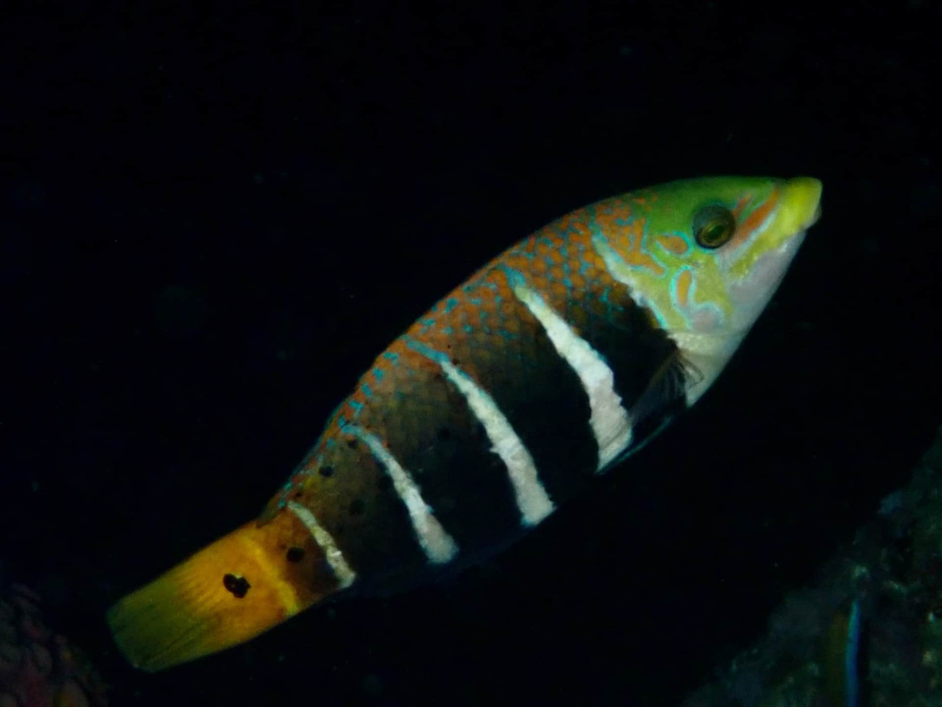 Barred Thick Lip Wrasse