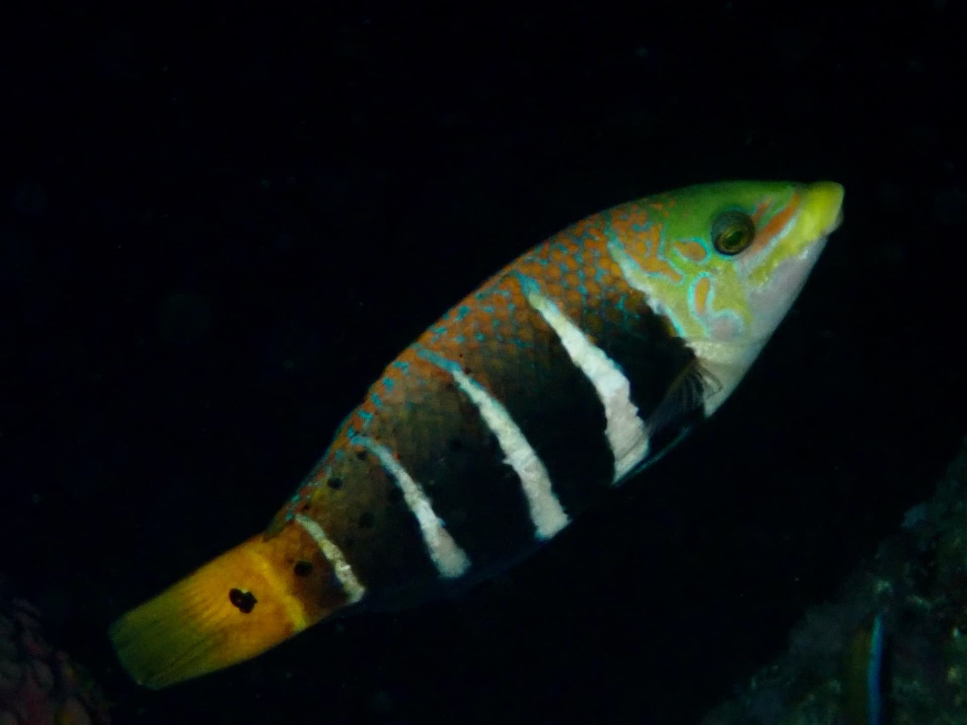 Barred Thick Lip Wrasse