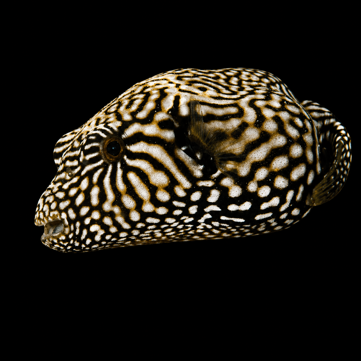 Mappa Puffer