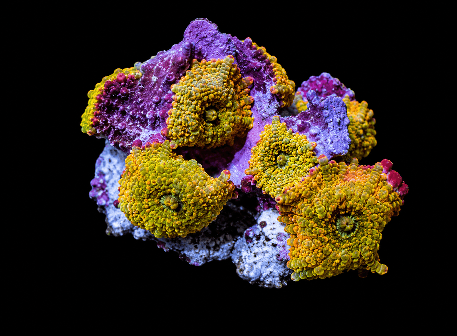 Mushroom Rock 2 WYSIWYG