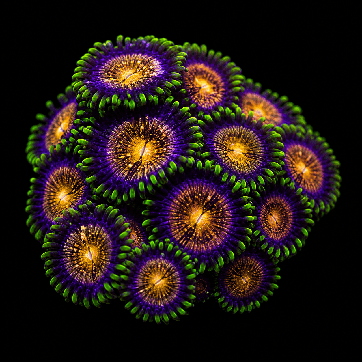 Nirvana Zoa Frag