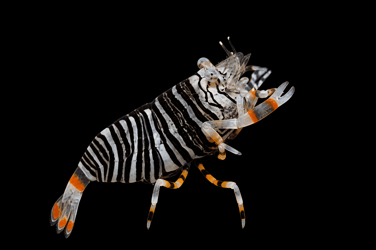 Bumblebee Pistol Shrimp