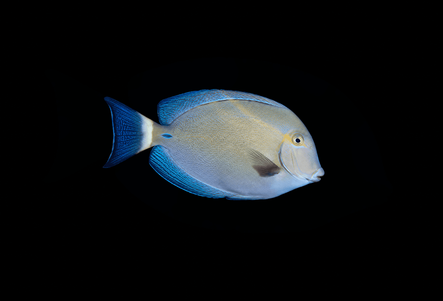 Ring Tail Tang