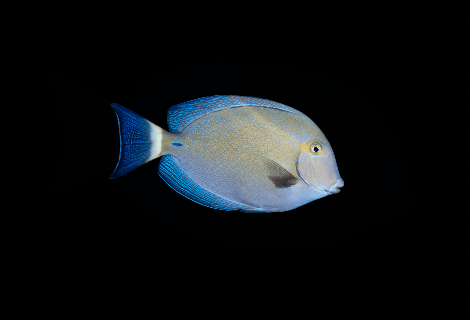 Ring Tail Tang