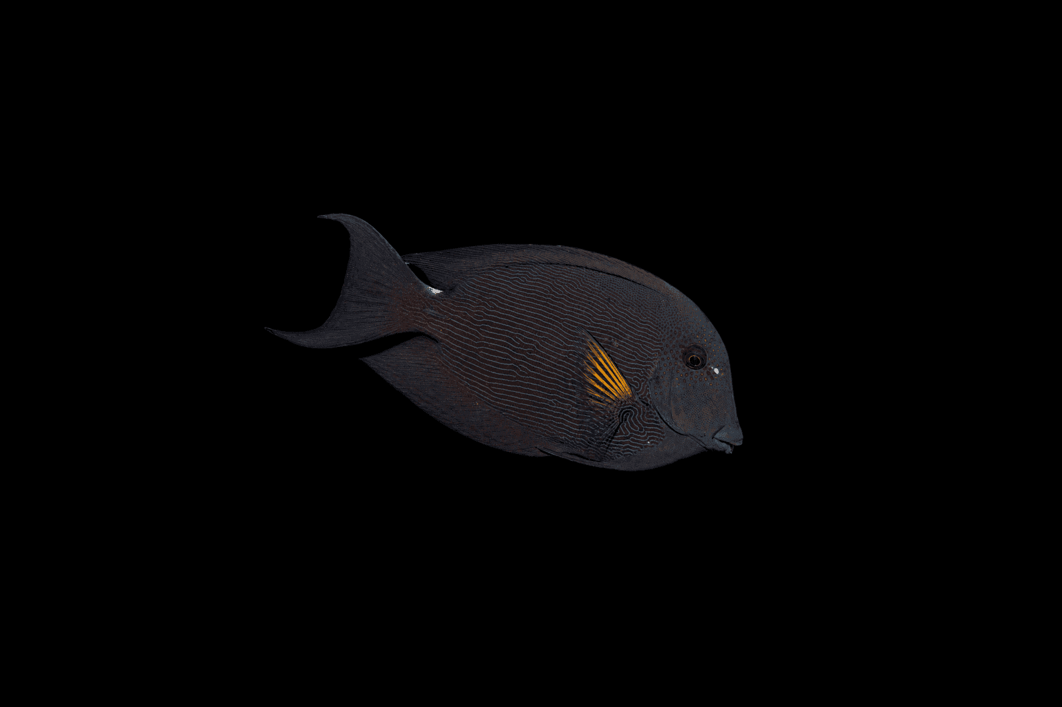 Fine Lined Bristletooth Tang