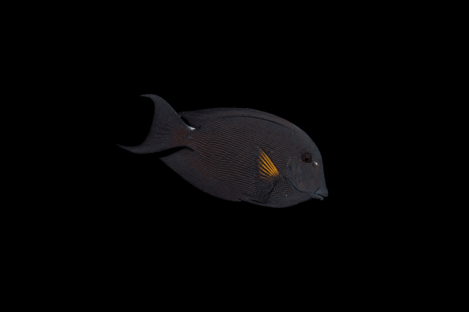 Fine Lined Bristletooth Tang
