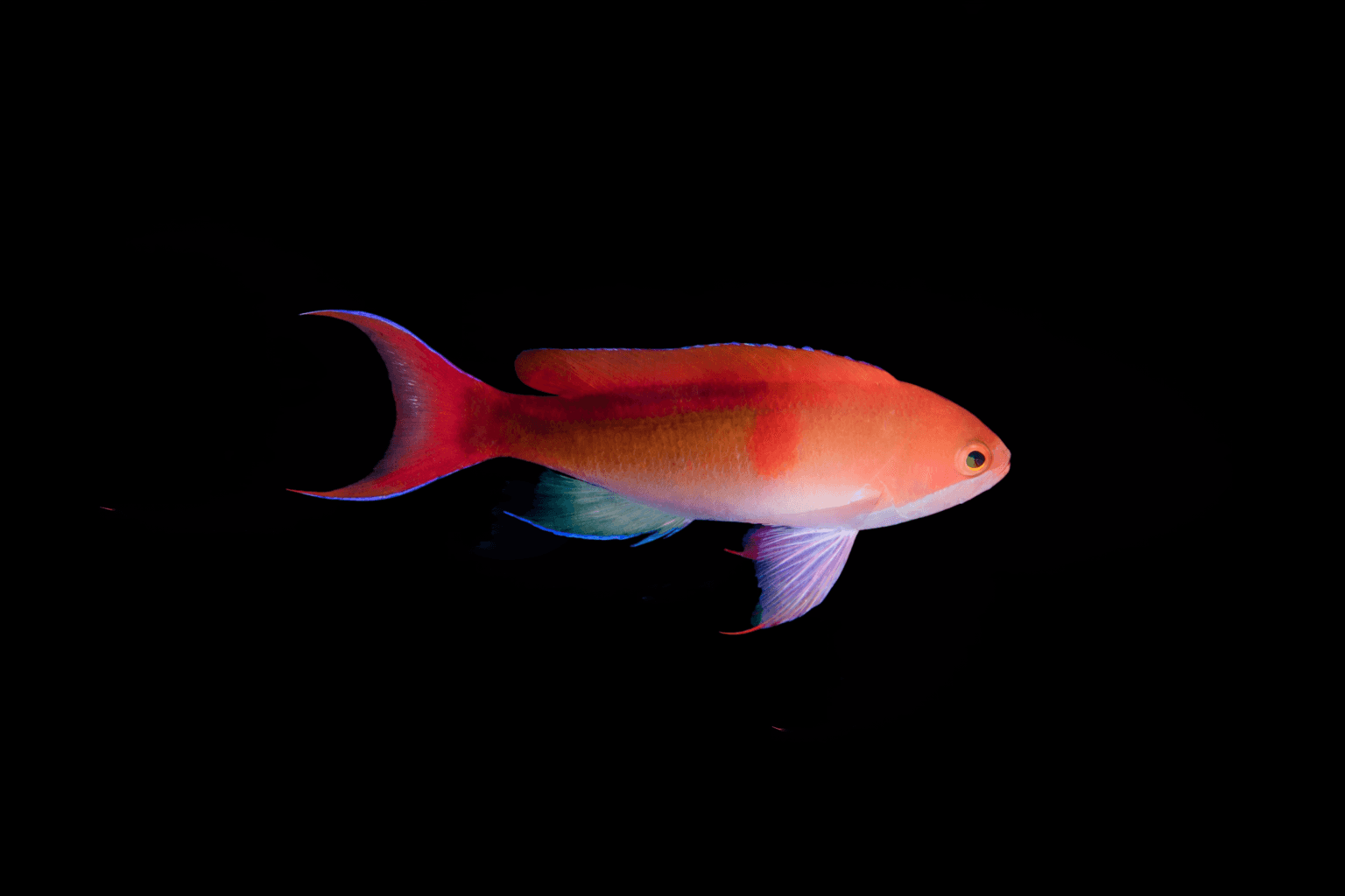 Red Bar Anthias