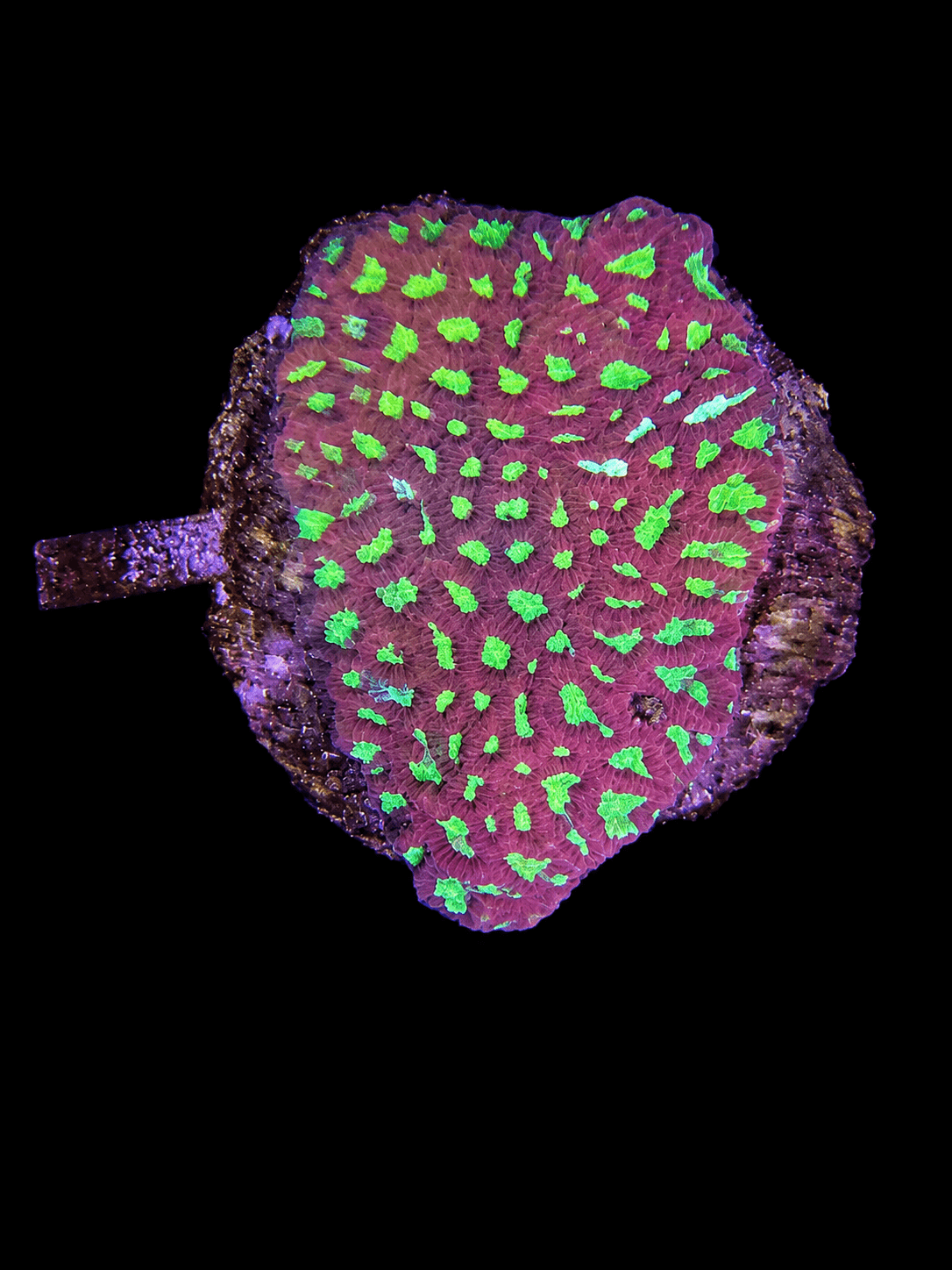 Mix Color Favia Coral