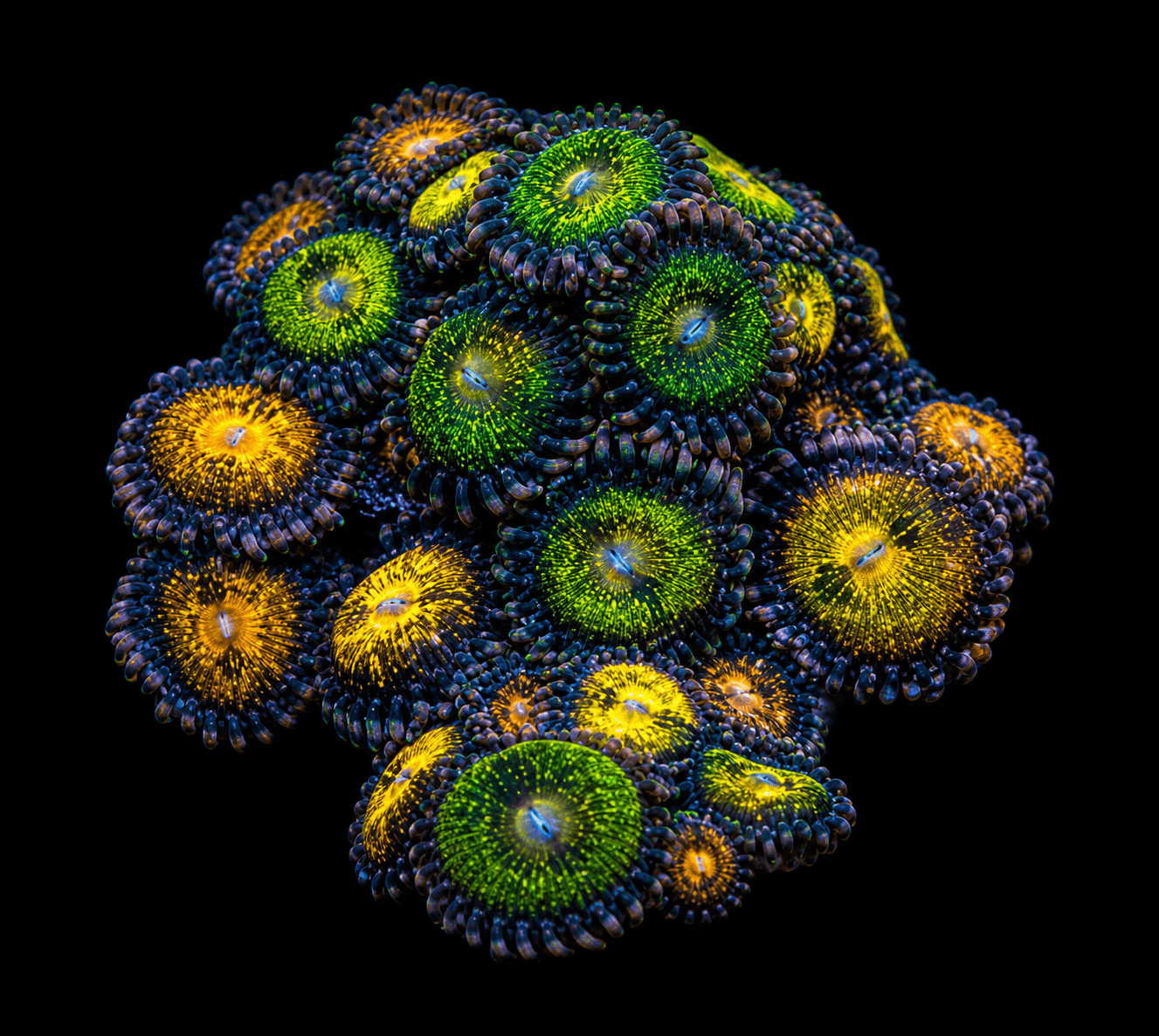 Pandora Zoa Frag