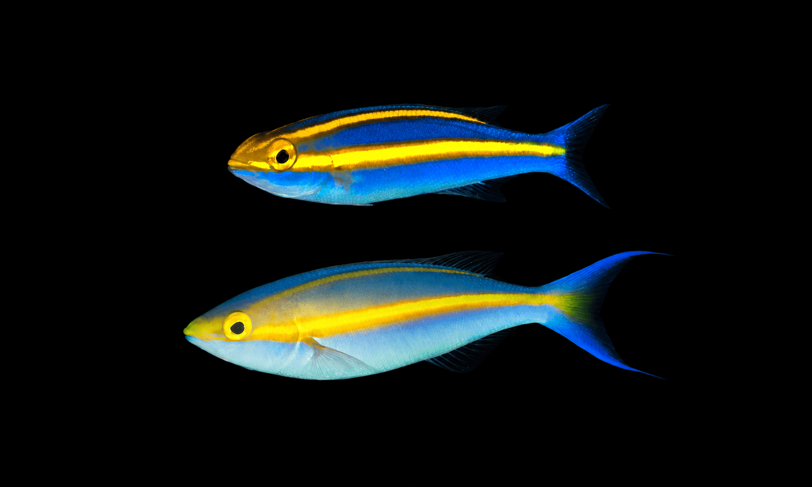 Banana Fish