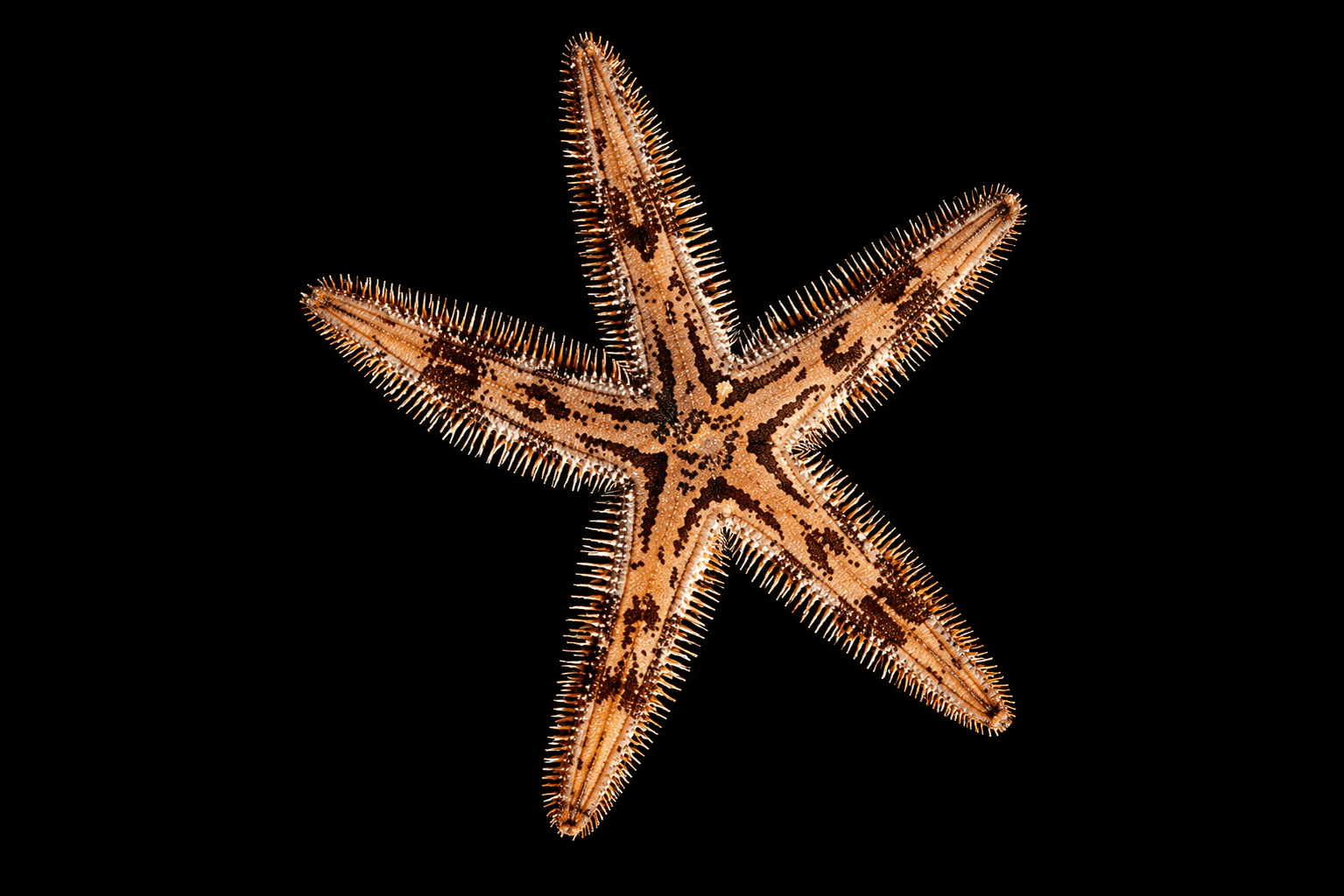 Striped Sand Sifting Sea Star