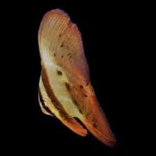 Orbic Batfish