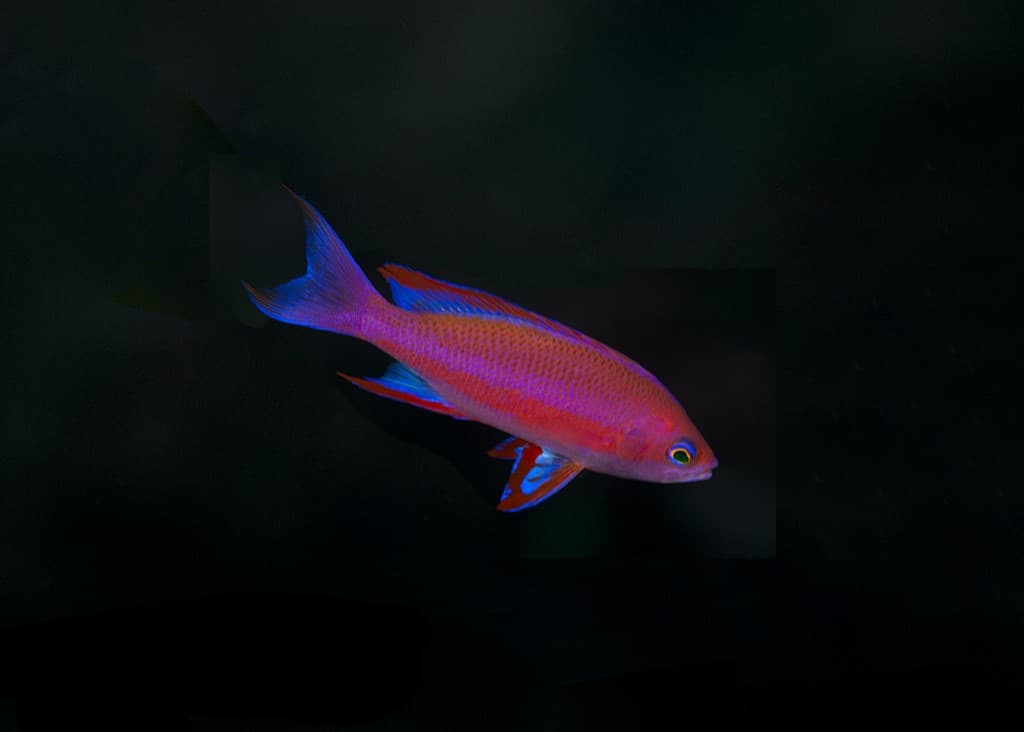 Randall's Anthias