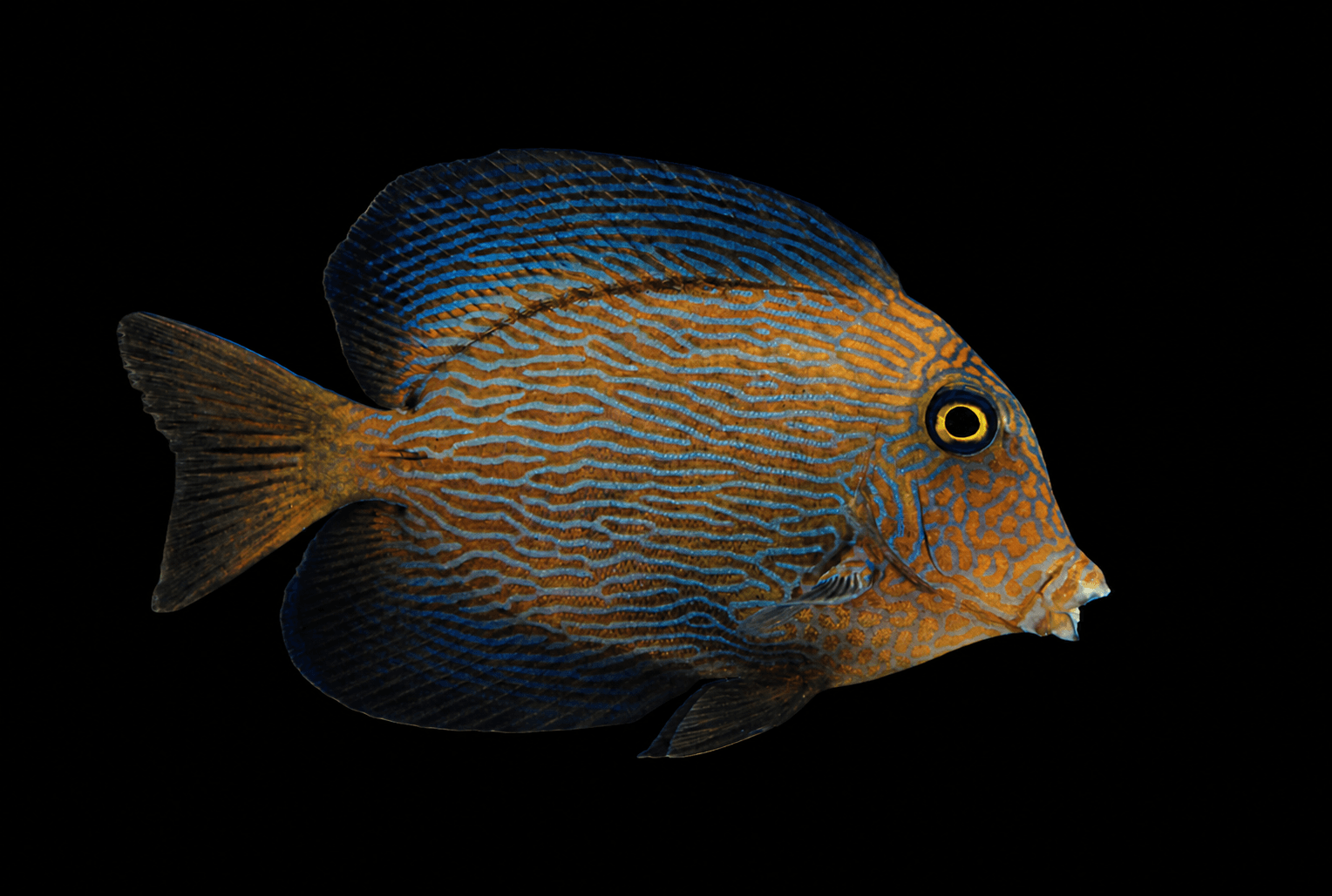 Chevron Tang Lg.
