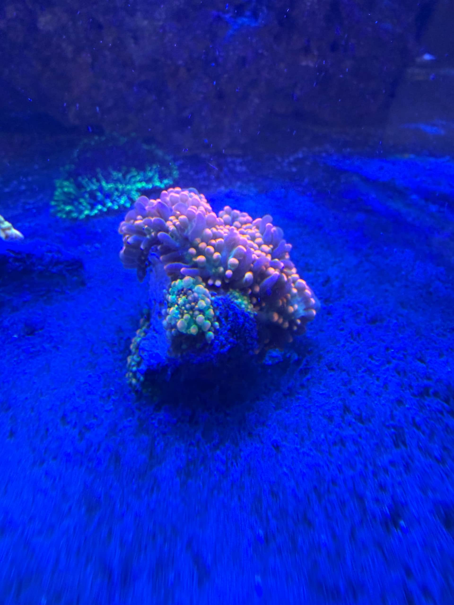 mushroomfrag4