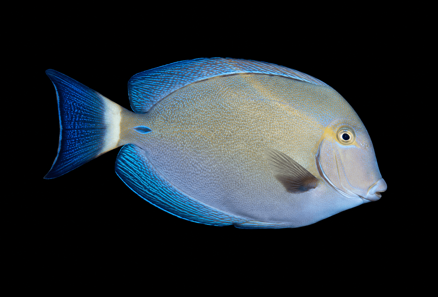Ring Tail Surgeonfish