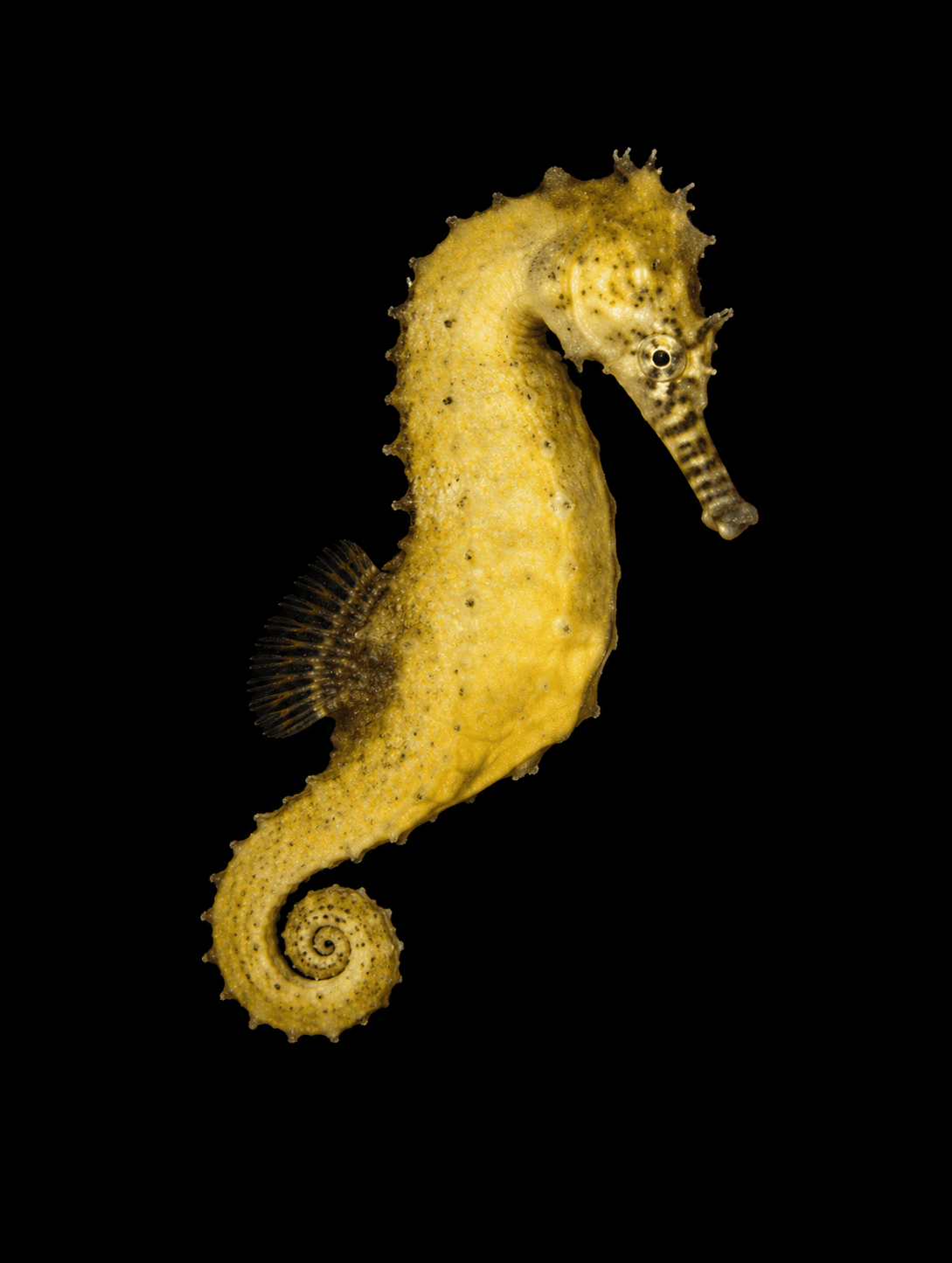 Barbour's Seahorse (CB)