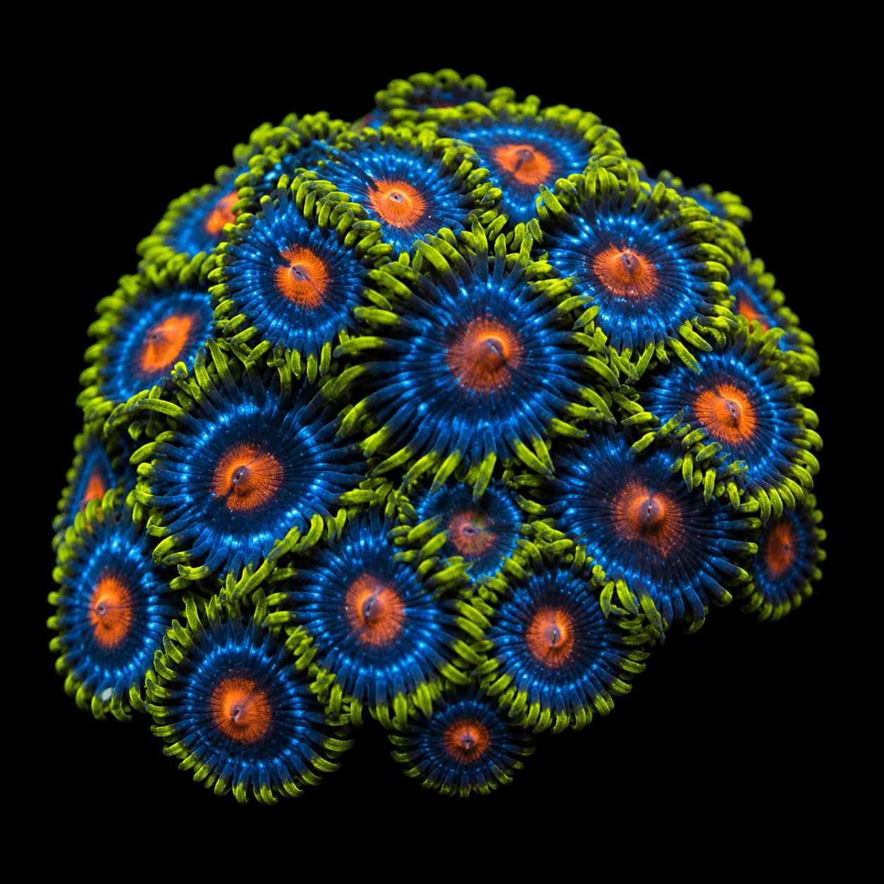 Blow Pop Zoa Frag