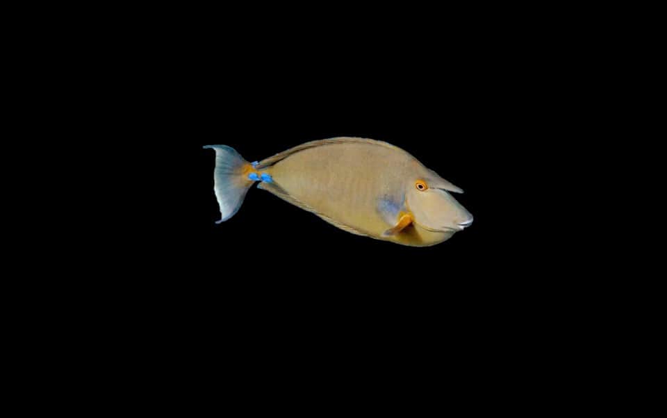 Unicorn Naso Tang