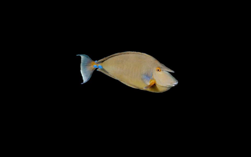 Unicorn Naso Tang