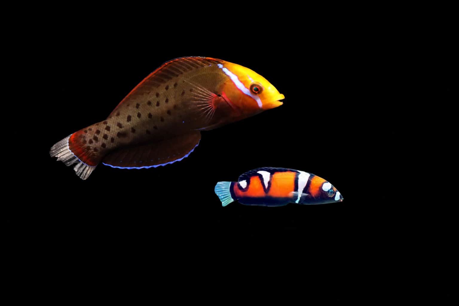 African Queen Coris Wrasse