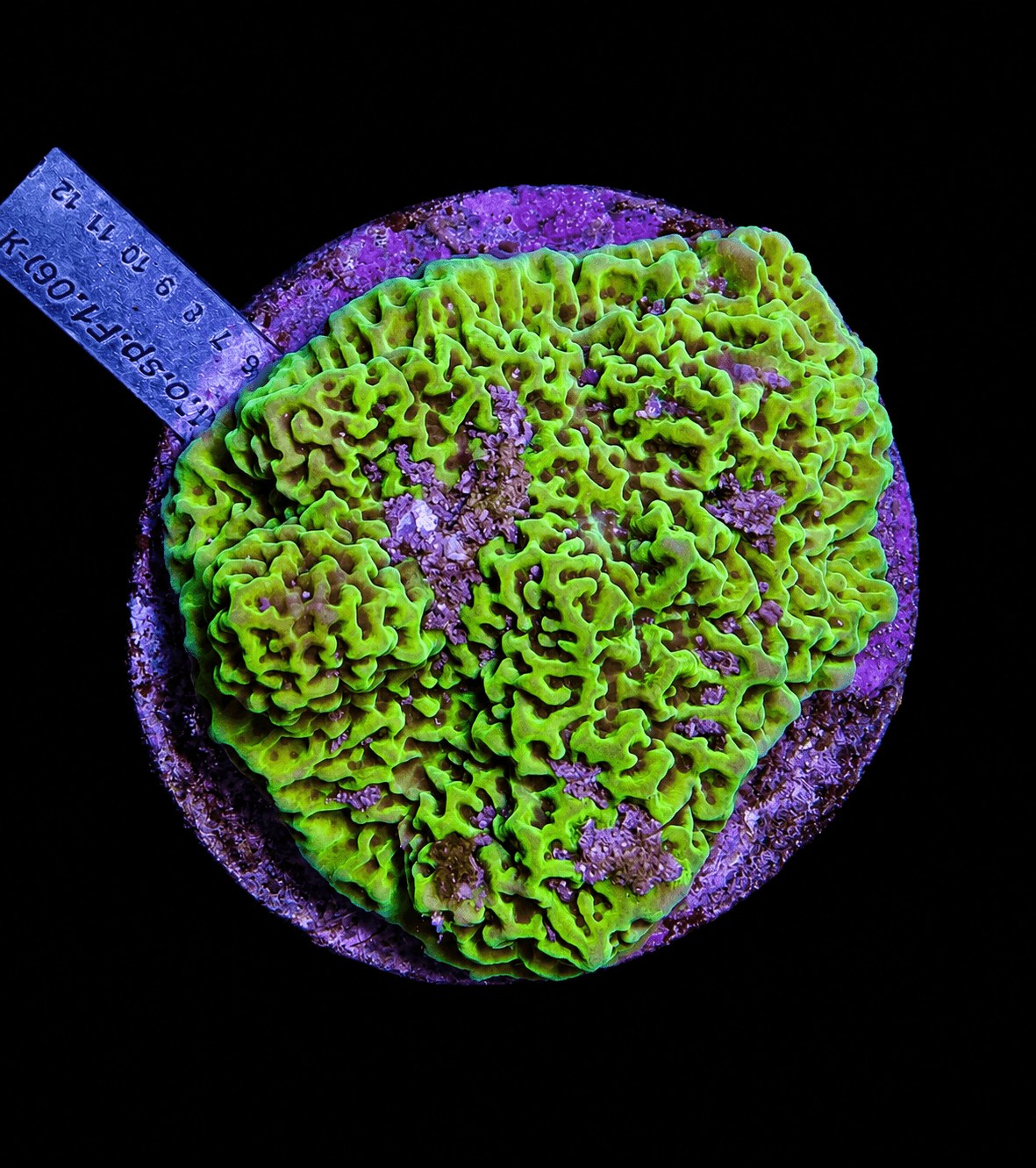 Green Montipora Coral