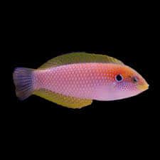 Kuiteri's Leopard Wrasse