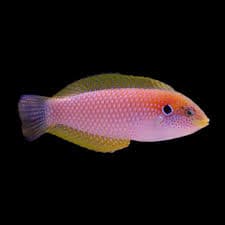 Kuiteri's Leopard Wrasse