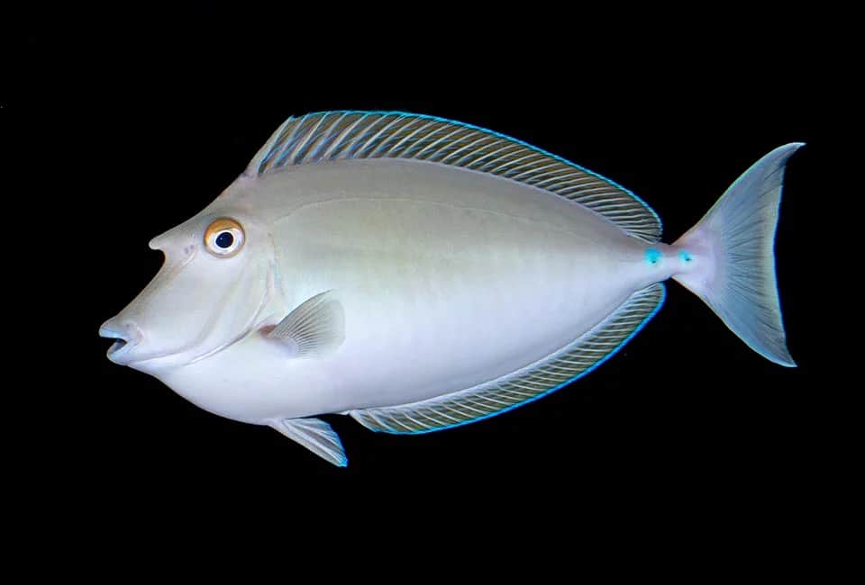 Blue Spine Unicorn Tang