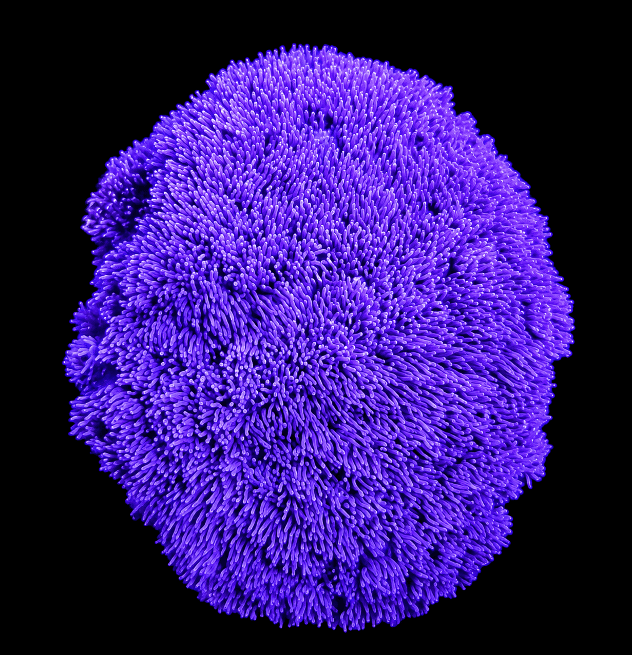 Purple Gonipora (M)