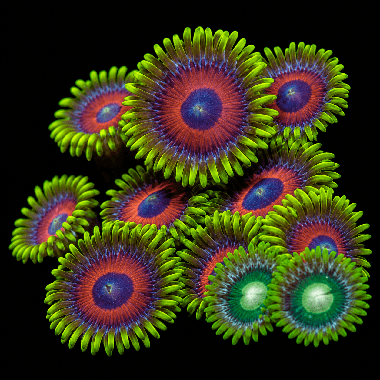 Eagle Eye Zoa Frag