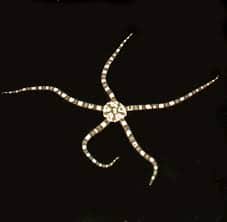 Ultra Green and White Serpent Sea Star