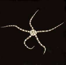 Ultra Green and White Serpent Sea Star
