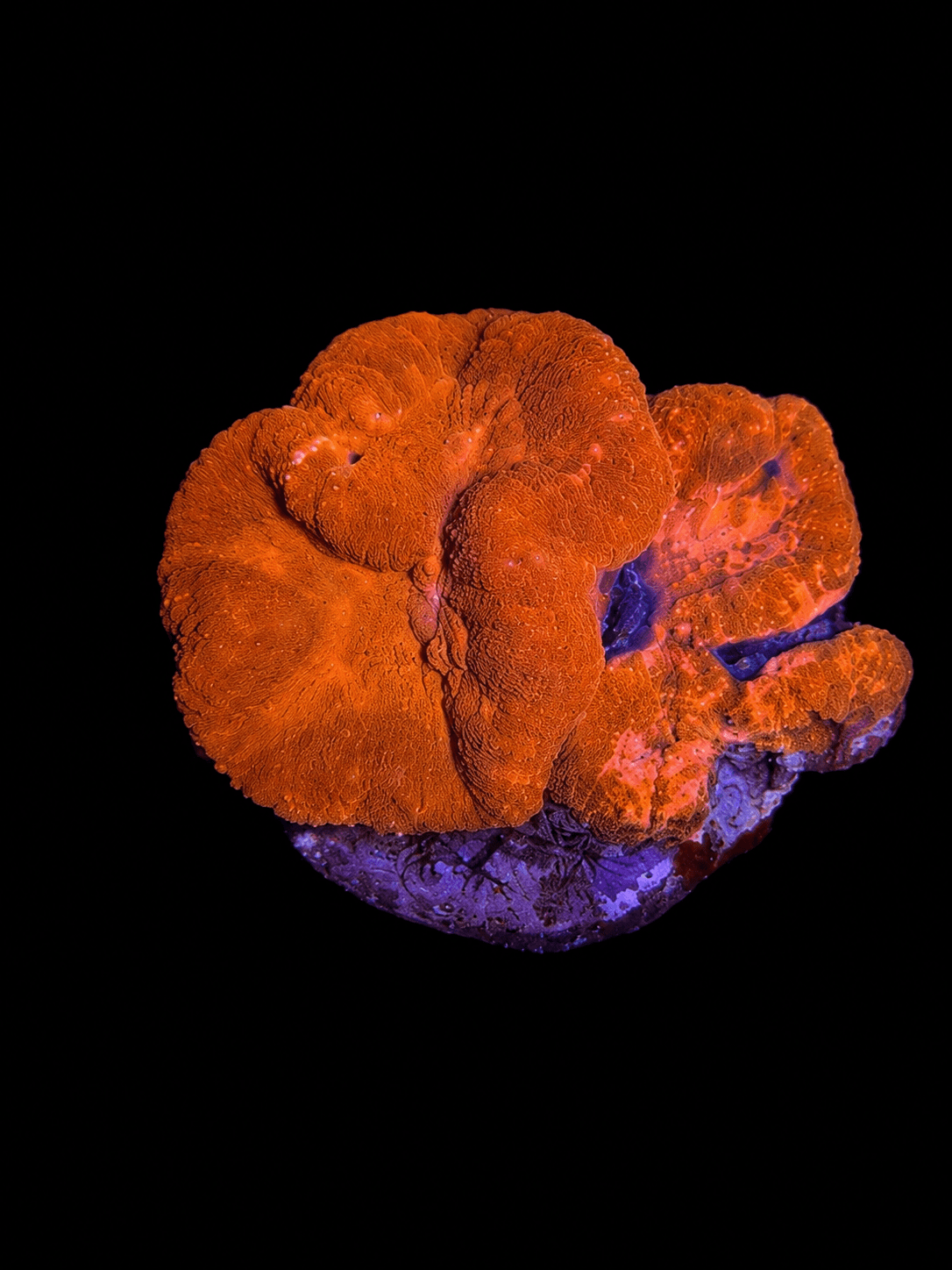 Orange Lobo