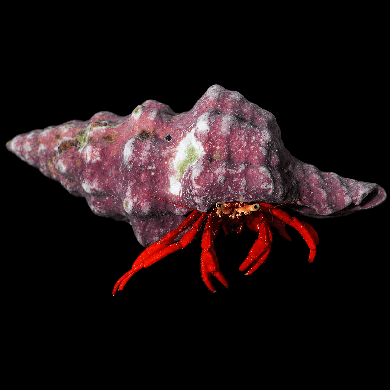 Scarlet Hermit Crab