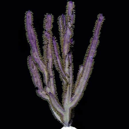 Purple Blade Gorgonian